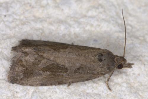 Endothenia quadrimaculana
